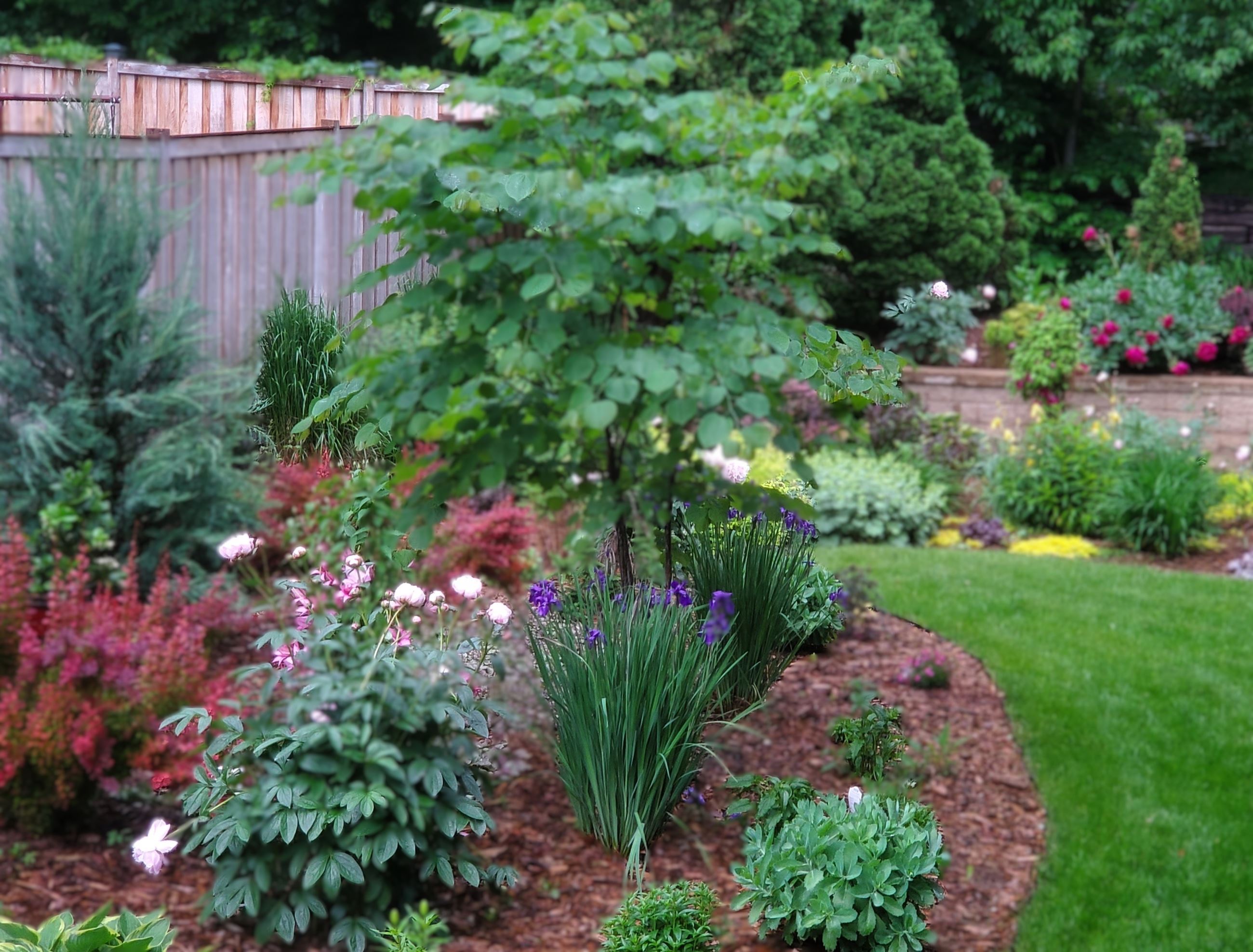 garden pic used for plant sale blurred