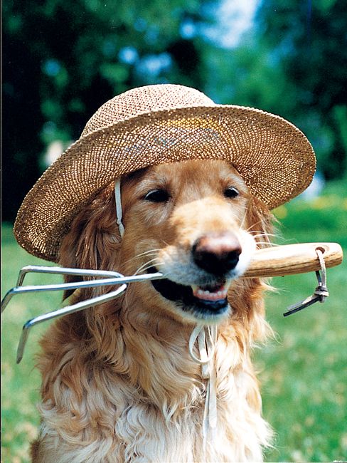 dog hat garden tool